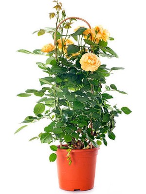 Mythriva Nura Botanik Aşılı Sarı Gül Fidanı, 4 Mevsim Dikilir, Tüplü/saksılı, 10-15 cm