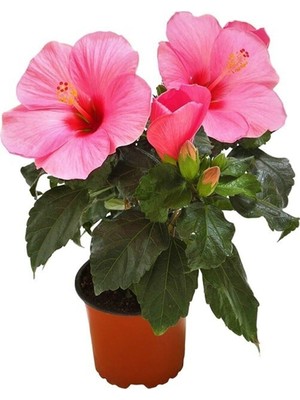 Mythriva Nura Botanik Pembe Japon Gülü Çiçeği Fidanı, 40-45 Cm, 1 Adet Saksılı Camellia Japonica