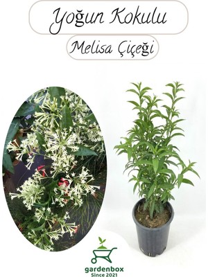 Mythriva Nura Botanik Melisa Çiçeği Yoğun Kokulu, 30-40 Cm, Saksılı
