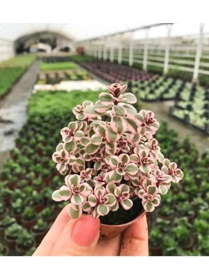 Mythriva Gardenbox Sedum Tricolor 3 Renkli Sukulent, 5.5 cm Saksıda
