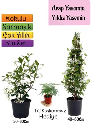 Mythriva Nura Botanik Kokulu Arap Yasemini, Yıldız Yasemin Fidanı, Tül Kuşkonmaz 3'lü Peyzaj Seti