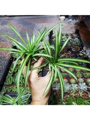 Mythriva Nura Botanik Mini Kurdele Çiçeği, 15-25 Cm, 2 Adet, Saksılı, Dış Mekan Sarmaşık Bitkileri, Gloxinia