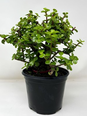 Mythriva Serada Decor & Plant Para Yeşim Bitkisi, 15-30CM, Saksılı, Yeşil