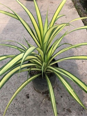 Mythriva Nura Botanik Alacalı Renk Kurdele Çiçeği Saksılı 20-40CM