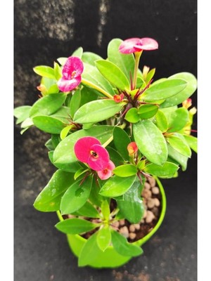 Mythriva Nura Botanik Pembe Renk Milli Dikenler Tacı Çiçeği Fidanı, 15-25 cm Saksılı Pink Euphorbia