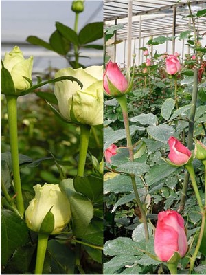 Mythriva Nura Botanik Aşılı Gül, Pembe ve Kırmızı Renkli, 30-60 Cm, 2 Adet