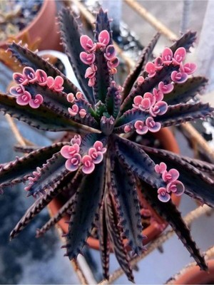 Mythriva Nura Botanik Pembe Aşkın Gözyaşı Saksılı Kaktüs Sukulent, 10-15CM, Kalanchoe Daigremontiana