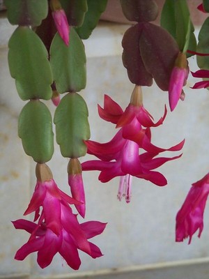 Mythriva Gardenbox Pembe Yılbaşı Çiçeği Fidanı, 20-30 Cm, Tüplü, Euphorbia Pulcherrima