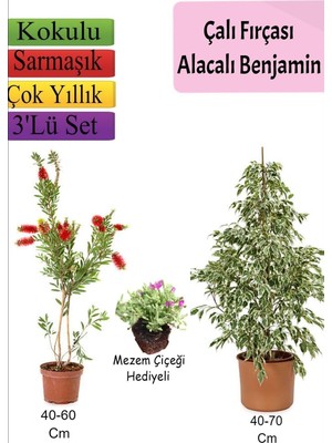 Mythriva Gardenbox Beyaz Alacalı Benjamin Bitkisi, Katmerli Ful Yasemin, Mezem Çiçeği, 3'lü Set, Çok Renkli