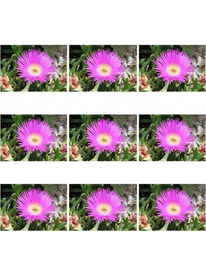Mythriva Nura Botanik 10'lu Acem Halısı Çiçeği, 5-10 cm Tüplü, Mesembryanthemum, Çiçekli Bodur Bitkiler