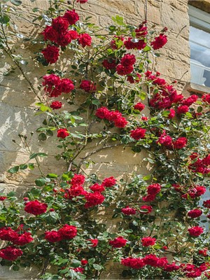 Mythriva Nura Botanik Sarmaşık Gül Kırmızı, 30-60 Cm, 3 Adet Tüplü Aşılı Red Rose