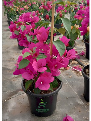 Mythriva Gardenbox Sarmaşık Begonvil Çiçeği, Fuşya Renk, 40-50CM Bougainvillea