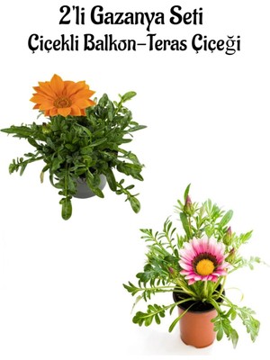 Mythriva Nura Botanik Gazanya Çiçeği, 2 Adet Saksılı, 10-20CM, Turuncu-Koyu Pembe, Bahçe Balkon Çiçeği