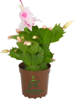 Mythriva Nura Botanik Yılbaşı Kaktüsü Beyaz Renk Yılbaşı Çiçeği 10-15CM White Schlumbergera