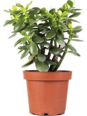 Mythriva Bitkim Sende Sukulent Türü Yeşim-Para Çiçeği, 15-25CM, Crassula Ovata, Saksılı