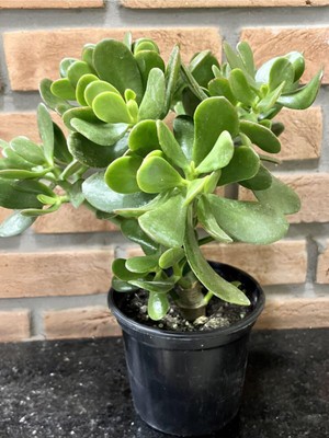 Mythriva Bitkim Sende Crassula Ovata Para-Yeşim Sukulent, Bonsai Yapımına Uygun, Ofis Salon Çiçeği, 15-25 cm