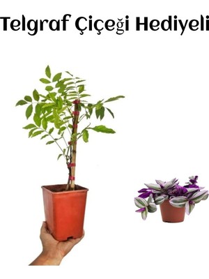 Mythriva Gardenbox Mor Salkım Ağacı Fidanı, Telgraf Hediyeli