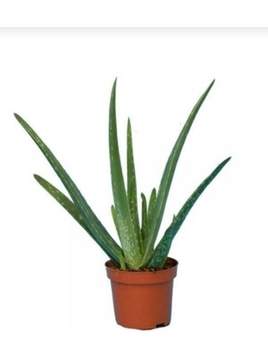 Mythriva Nura Botanik Canlı Aloevera Bitkisi, 15CM, Saksılı