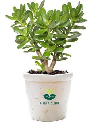 Mythriva Bitkim Sende Saksılı Crassula Ovata Şans Bitkisi Yeşim Para Çiçeği, 15-25 Cm, Yeşil