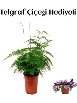 Mythriva Nura Botanik Tül Kuşkonmaz Çiçeği, Telgraf Hediyeli, Yeşil
