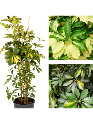 Mythriva Serada Decor & Plant Schefflera Çiçeği, 40-70 Cm, Saksılı, Iç Mekan Bitki
