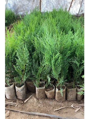 Mythriva Gardenbox Leylandi Fidanı, 10-25 Cm, 20 Adet Tüplü, Cupressus Leylandii