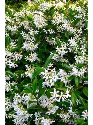 Mythriva Serada Decor & Plant Arap Yasemini, 50-70CM, Saksılı, Çok Renkli, Kokulu