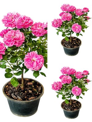 Mythriva Nura Botanik Isparta Gül Fidanı, Pembe Renkli, 40-70 Cm, 3 Adet Saksılı Aşılı Gül