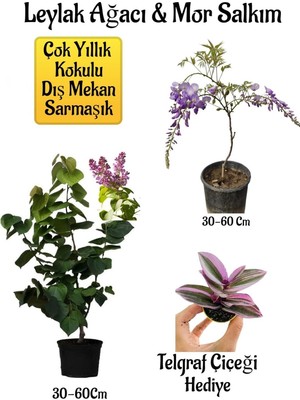 Mythriva Nura Botanik Yoğun Kokulu Leylak Ağacı Fidanı, Mor Salkım Ağacı Fidanı, Telgraf Çiçeği Hediyeli Peyzaj Seti, 30-60 cm