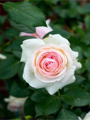 Mythriva Nura Botanik Kokulu Pembe Gül, Aşılı, Saksılı, 50-70 cm