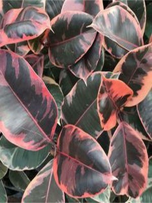 Mythriva Gardenbox Pembe Alacalı Kauçuk Çiçeği, Iç Mekan Bitkisi, 65-70 cm