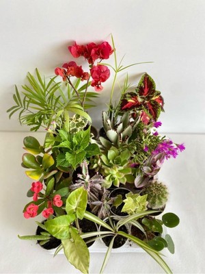 Mythriva Gardenbox 20'li Karışık Çiçekli Bitki Seti