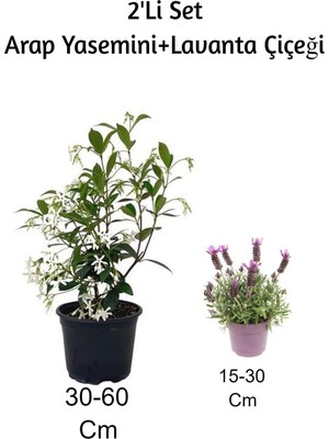 Mythriva Serada Decor & Plant Arap Yasemini + Lavanta Çiçeği 2'li Set Dış Mekan Bitkisi