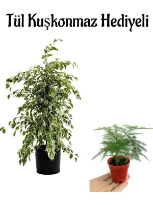 Mythriva Gardenbox Parlak Yapraklı Alacalı Benjamin Bitkisi, Kadınlar Gününe Özel Tül Kuşkonmaz Hediyeli