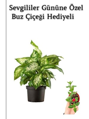 Mythriva Nura Botanik Hediyelik Zarif Yapraklı Difenbahya Bitkisi, Buz Çiçeği Hediyeli