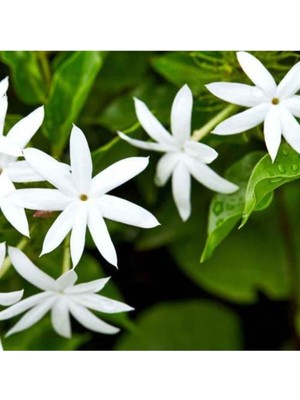 Mythriva Nura Botanik Beyaz Izmir Yasemin Çiçeği Fidanı, 50 Cm, Tıbbi Aromatik Bitki