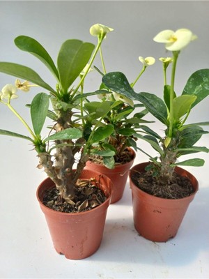 Mythriva Nura Botanik Euphorbia Milii Sarı Çiçeği, 8.5cm Saksıda, Dikenler Tacı