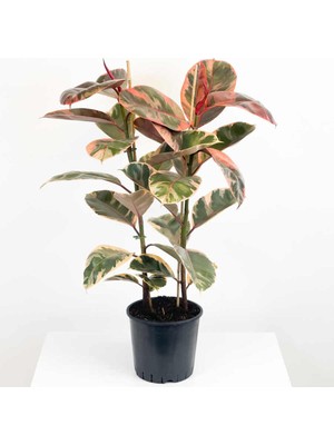 Mythriva Nura Botanik Kauçuk Çiçeği Tekli Pembe Alacalı 80-100CM, Ev Salon Ofis Çiçeği