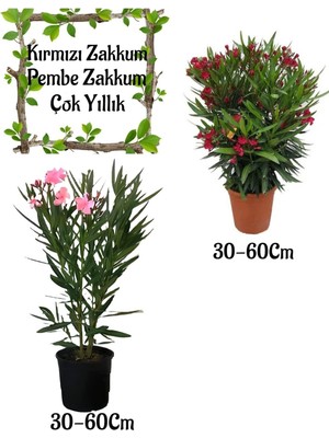 Mythriva Serada Decor & Plant Kırmızı Zakkum Çiçeği + Pembe Zakkum Çiçeği Saksılı Bahçe Seti, 30-60 cm