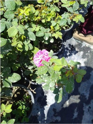 Mythriva Nura Botanik Gül Fidanları, 2 Adet, Pembe-Sarı