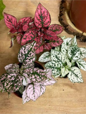 Mythriva Nura Botanik Mini Boy 3 Renk Hostes Çiçeği, Pembe Kırmızı Beyaz, Hypoestes, 10-15 cm