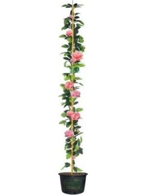 Mythriva Nura Botanik Pembe Gül Fidanı, Yediveren Sarmaşık, Mis Kokulu, 70-110 Cm, 3 Adet Saksılı