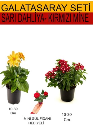 Mythriva Serada Decor & Plant 2'li Set Sarı Dahliya, Kırmızı Mine, Kırmızı Gül Fidanı, 10-30 cm