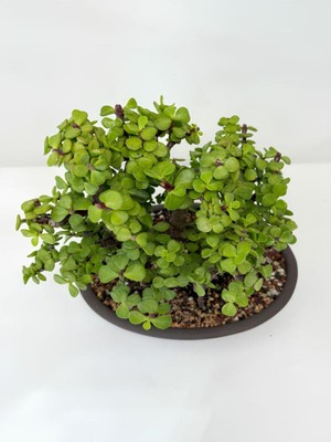 Mythriva Serada Decor & Plant Portulacaria Afra Para Çiçeği Yeşim Saksılı Bonsai Uyumlu Bitki, Yeşil, 20-30 cm