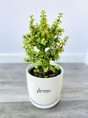 Mythriva Gardenbox Yeşim Para Çiçeği (Portulacaria Afra) 15-30 cm Saksılı Yenilebilir Salon Bitkisi