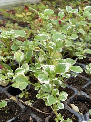 Mythriva Nura Botanik Alacalı Aromatik Kokulu Plectranthus Forsteri Çiçeği