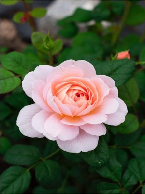Mythriva Nura Botanik Kokulu Yavruağzı Yediveren Gül Fidanı Saksılı 40-50 Cm, Pembe