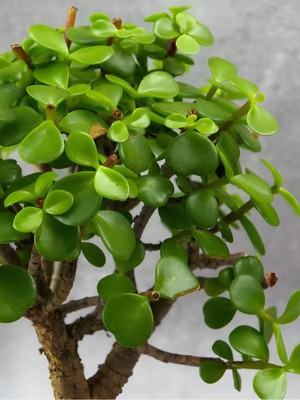 Mythriva Gardenbox Yeşim Para Çiçeği Saksılı Iç Mekan Bitkisi, Portulacaria Afra, Yeşil, 20-30 cm