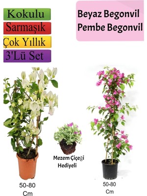 Mythriva Nura Botanik Beyaz Pembe Begonvil, Mezem Çiçeği Hediyeli, 50-80 cm
