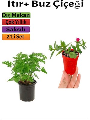 Mythriva Serada Decor & Plant Yoğun Kokulu Itır Gül Damlası + Buz Çiçeği, 5-15 Cm, Saksılı, Çok Renkli, 2'li Set